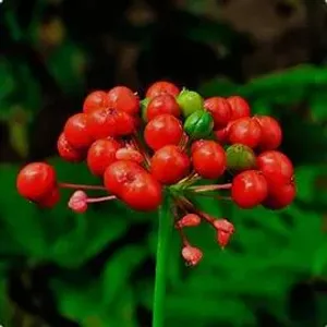 Frutti rossi di ginseng
