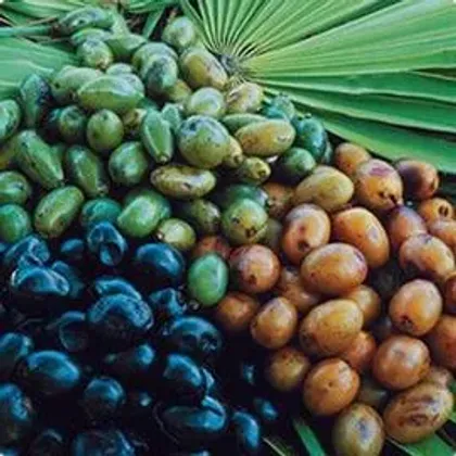 Frutti della palma serenoa